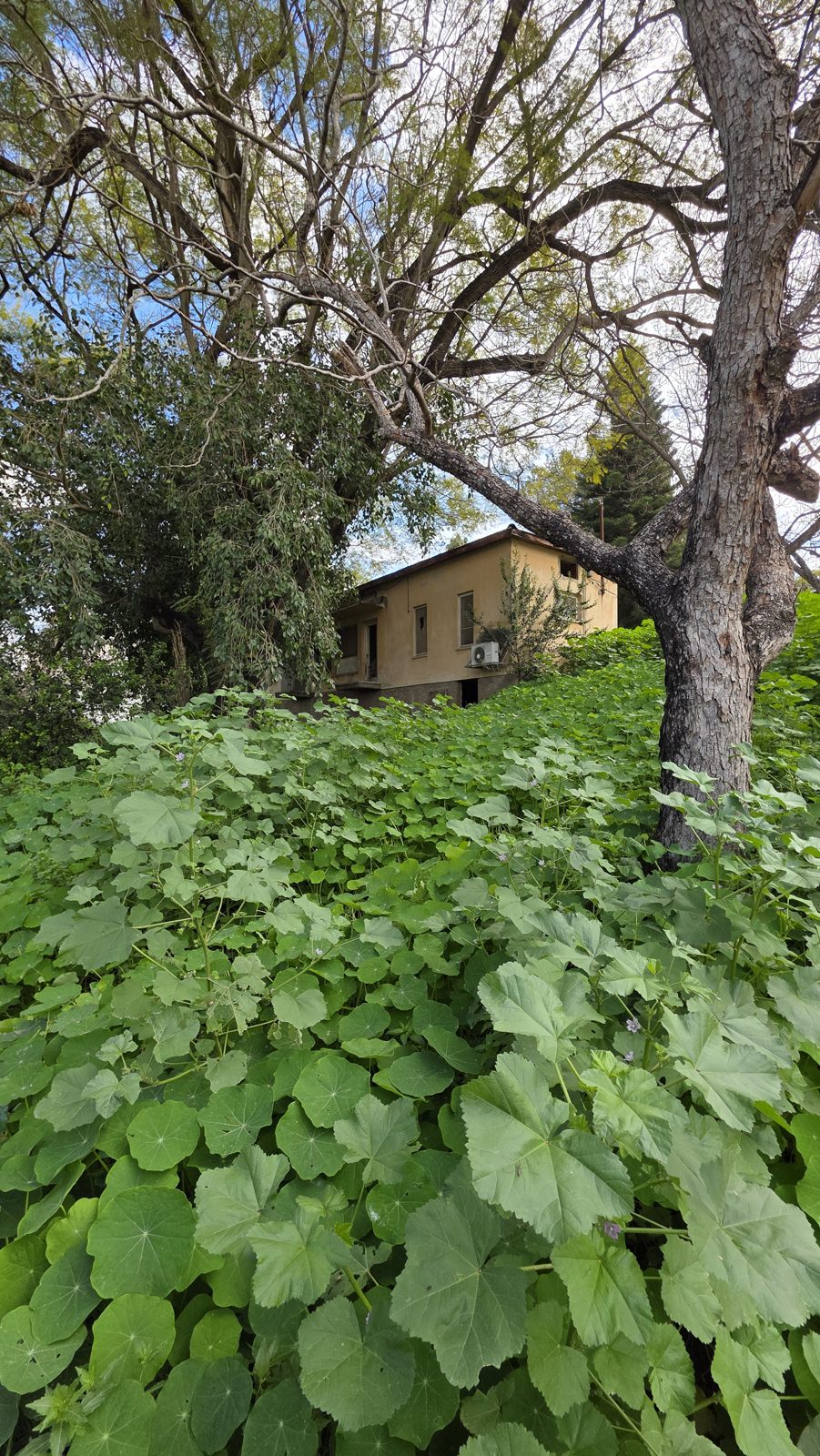 בית סבתא בקיבוץ יפעת, עמק יזרעאל